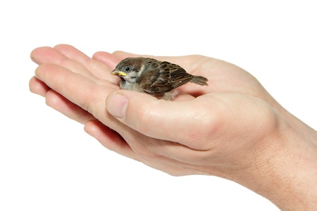 sparrow chick baby yellow-beaked in male hands isolated on white background