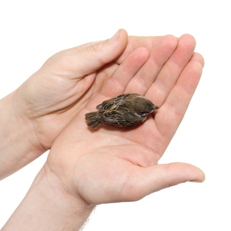 sparrow chick baby yellow-beaked in male hands isolated on white background