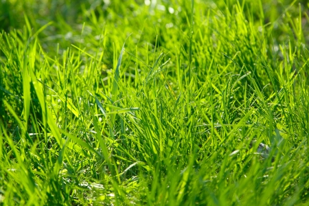 Rich spring green grass backgroundの写真素材