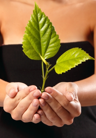 little green tree in female handsの写真素材