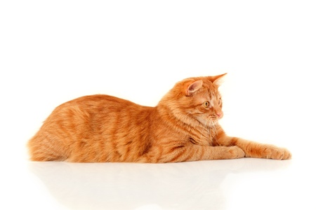 Beautiful big red cat lying and posing at studio, white backgroundの写真素材