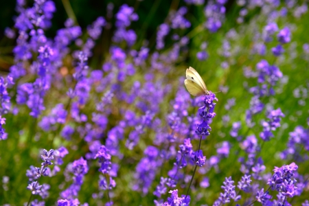 blooming lavender flowers and butterflyの写真素材