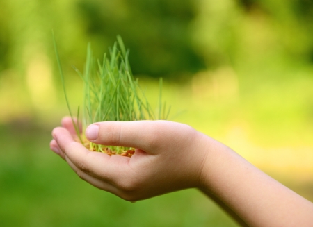 Kid's hands holding green growing plant over nature background. New life, spring and ecology conceptの写真素材