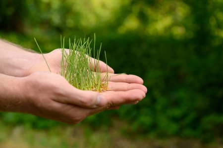 Male hands holding green growing plant over nature background. New life, spring and ecology conceptの写真素材