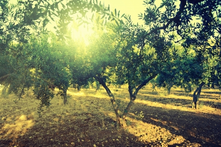 Olive trees garden, mediterranean olive field ready for harvest.の写真素材