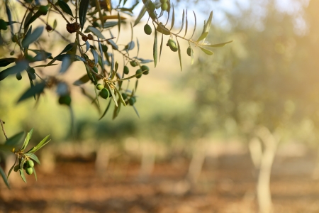 Olive trees garden, mediterranean olive field ready for harvest.の写真素材