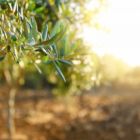 Olive trees garden, mediterranean olive field ready for harvest.の写真素材