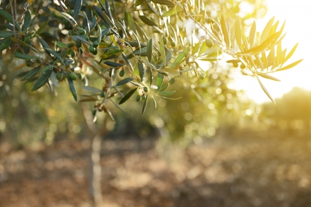 Olive trees garden, mediterranean olive field ready for harvest.の写真素材