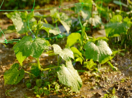 shoot of cucumber plant during watering, bio foodの写真素材