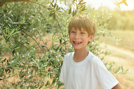 Young cheerful boy in olive trees garden, mediterranean olive field ready for harvest. の写真素材