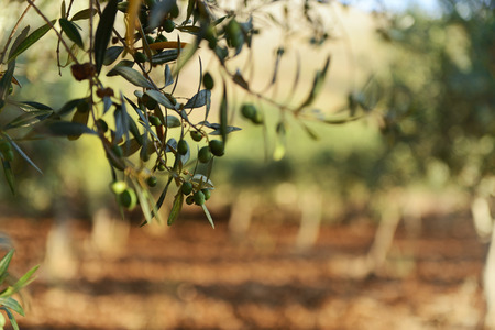 Olive trees garden, mediterranean olive field ready for harvest. Image toned and noise added.の写真素材