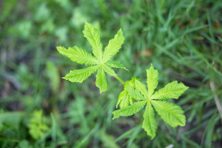 Young shoots of chestnutの写真素材