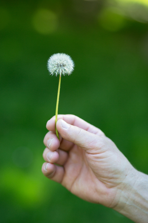 Dandelion flower over vivid green grass background. Man holding white dandelion ready to blow. Summer dandelion in man's hand against nature park outdoor.の写真素材