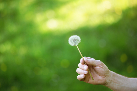Dandelion flower over vivid green grass background. Man holding white dandelion ready to blow. Summer dandelion in man's hand against nature park outdoor.の写真素材