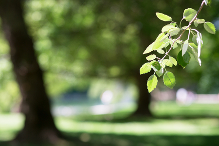 Beautiful spring nature background with poplar foliageの写真素材