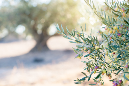 Olive's trees garden, mediterranean olive field ready for harvest. Spanish olive grove, branch detail. Raw ripe fresh olives.の写真素材