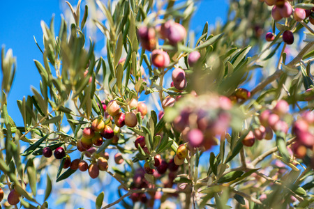 Olive trees garden, mediterranean olive field ready for harvest. Spanish olive grove, branch detail. Raw ripe fresh olives.の写真素材