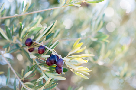 Spanish olive grove, branch detail. Raw ripe fresh olives growing in mediterranean garden ready to harvest, soft focus.の写真素材