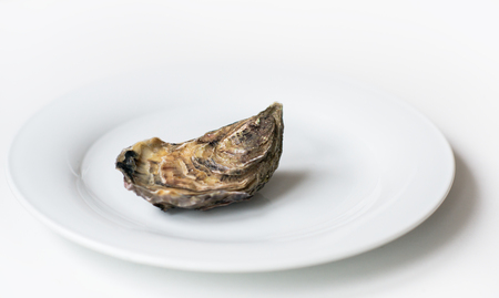 Oysters. Raw fresh oysters are on white round plate, image isolated, with soft focus. Restaurant...