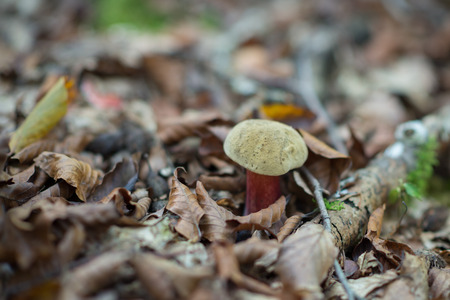 Satanic fungus. White agaric. Fly agaric. Poisonous mushroom growing in forest. amanita. Pure poison. の写真素材
