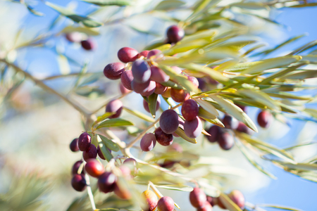 Spanish olive grove, branch detail. Raw ripe fresh olives growing in mediterranean garden ready to harvest, soft focus.の写真素材