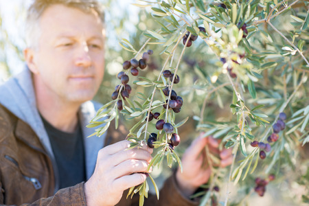 Handsome man posing in olive trees garden. Male portrain over mediterranean olive field ready for harvest. Confident mature man in spanish olive's grove with ripe fresh olives.の写真素材
