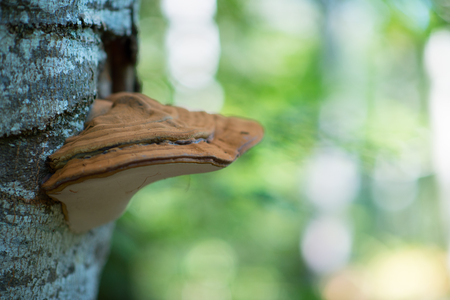 Mushroom grows on tree in autumn forestの写真素材
