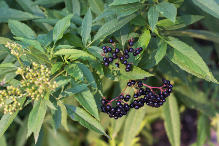 Elderberry. Closeup view of wet elderberry's bunch over green leaves. Autumn forest berry after...