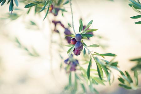 Spanish olive grove, branch detail. Raw ripe fresh olives growing in mediterranean garden ready to harvest, soft focus.の写真素材