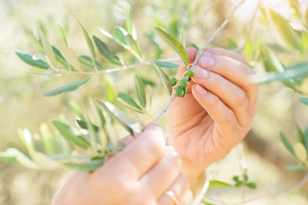 Male hands touch olive's branch with green olives. Olive trees. Olive trees garden. Mediterranean olive field ready for harvest. Italian olive's grove with ripe fresh olives. Fresh olives. Olive farmの写真素材