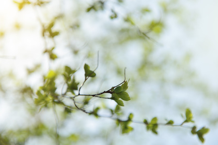 Spring tree branch with fresh green young leaves with sun beamsの写真素材
