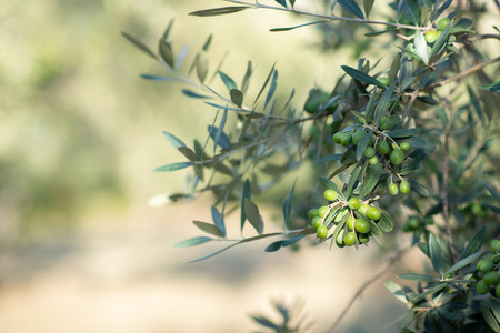 Olive trees in sunny evening. Olive trees garden. Mediterranean olive field ready for harvest. Italian olive's grove with ripe fresh olives. Fresh olives. Olive farm.