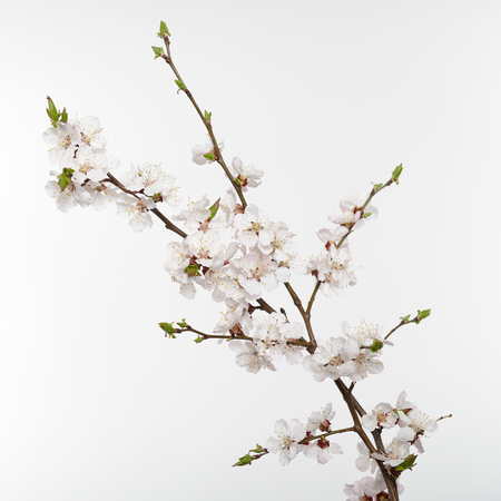 Cherry blossoms. Blooming cherry tree branch with white flowers isolated on white background. Flowering.の写真素材