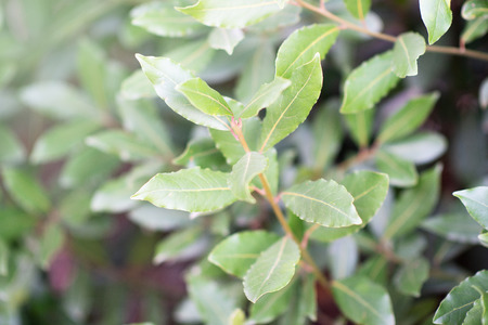 Laurel tree growing in autumn garden, nature beackground with copyspace. Aromatic condiment. Laurel....