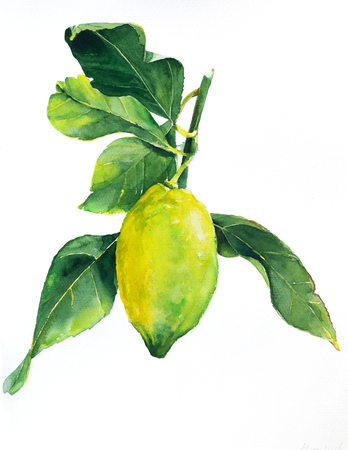 Yellow lemon with leaves. Fruit illustration. Bright print for fabric or wallpaper. Vibrant juicy ripe citrus fruitの写真素材