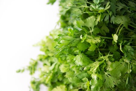 Fresh raw green cilantro. Farm seasonal spanish verdure, fruits and vegetables. Potherb. Green meatの写真素材