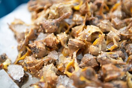 fresh clams in shells sold on fish and seafood marketの写真素材