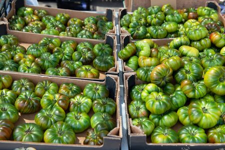 Fresh raw green tomatoes sold on outdoor market. Farm seasonal spanish fruits and vegetablesの写真素材