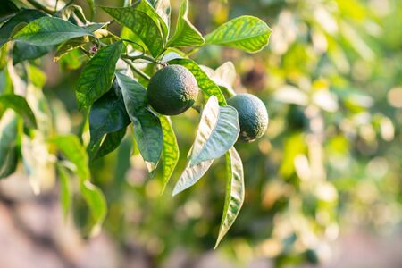 Mandarin tree with fruits. Branch with fresh green tangerines and leaves. Satsuma tree picture.の写真素材