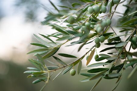 Olive trees garden. Mediterranean olive farm ready for harvest. Italian olive's grove with ripe...