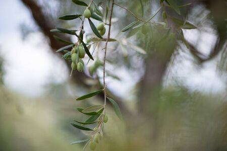 Olive trees garden. Mediterranean olive farm ready for harvest. Italian olive's grove with ripe fresh olives.の写真素材