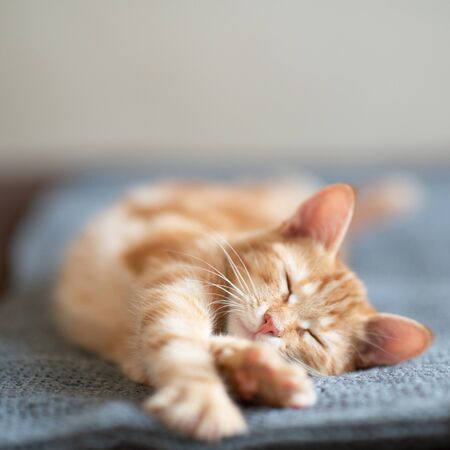 Cute red kitten with classic marble pattern sleeps on sofa. Adorable little pet. Cute child animal
