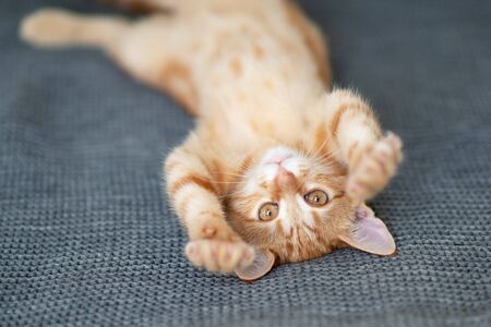 Cute red kitten with classic marble pattern lies on the back on sofa. Adorable little pet. Cute...