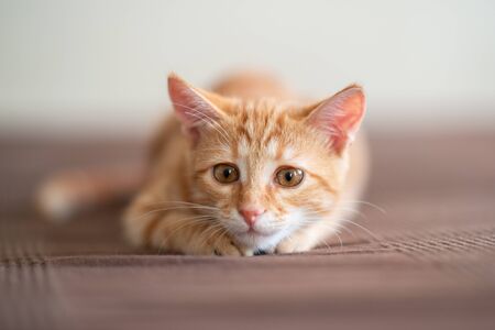Cute red kitten lies on sofa in attention ready to jump. Adorable little joyful pet. Cute playful child animalの写真素材