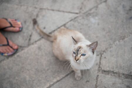 Old cat with blue eyes walking with teen boy on street in Syracuse. Domestic animal. Homeless pet outdoorの写真素材