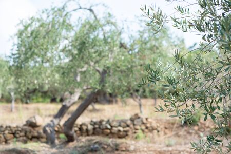 Olive trees garden. Mediterranean farm ready for harvest. Italian olive's grove with fresh green olives. Branch with ripe fruitの写真素材