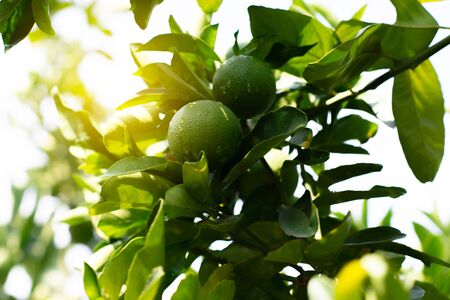 Tangerine tree. Branch with fresh green oranges. Citrus garden in Sicily, Italy.の写真素材