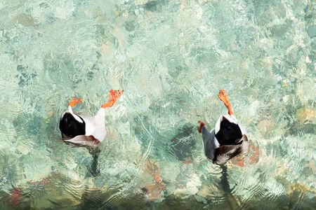 Funny ducks swimming in the clear transparent water of Lake Garda. Waterfowl dive in search of food.の写真素材