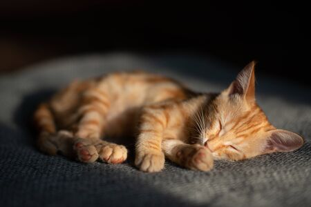 Little red kitten with blue eyes resting on sofa. Adorable little pet. Cute child animal. Tabby cat...