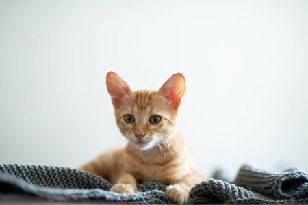 Little red kitten with blue eyes resting on sofa. Adorable little pet. Cute child animal. Tabby cat relaxing at home, natural lightの写真素材
